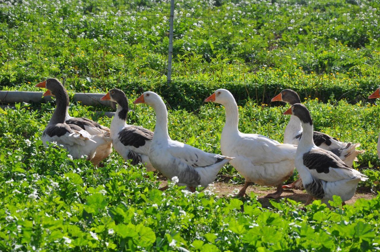 Duca Di Castelmonte Villa Trapani Eksteriør bilde